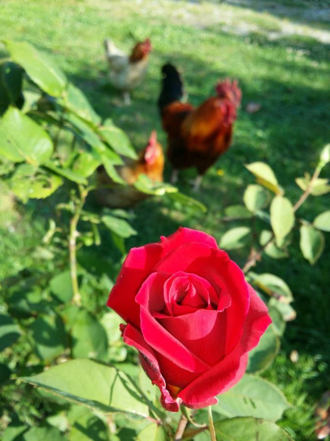 Bed and Breakfast R&B Albero Cavo Parma Zewnętrze zdjęcie