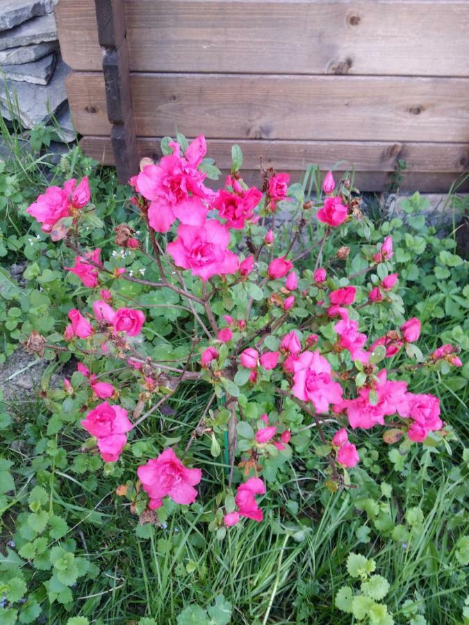 Bed and Breakfast R&B Albero Cavo Parma Zewnętrze zdjęcie